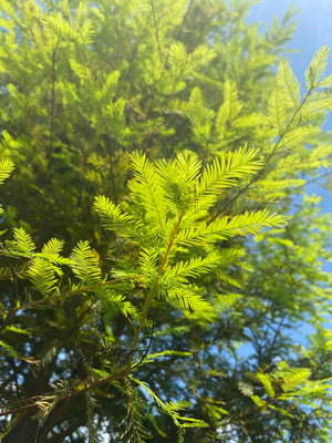 Bald Cypress