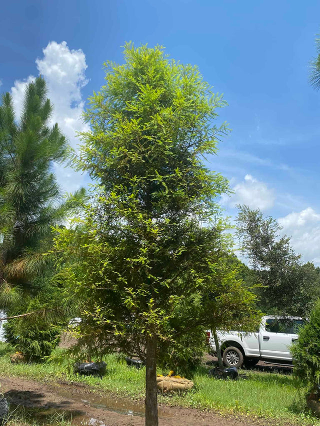 Bald Cypress