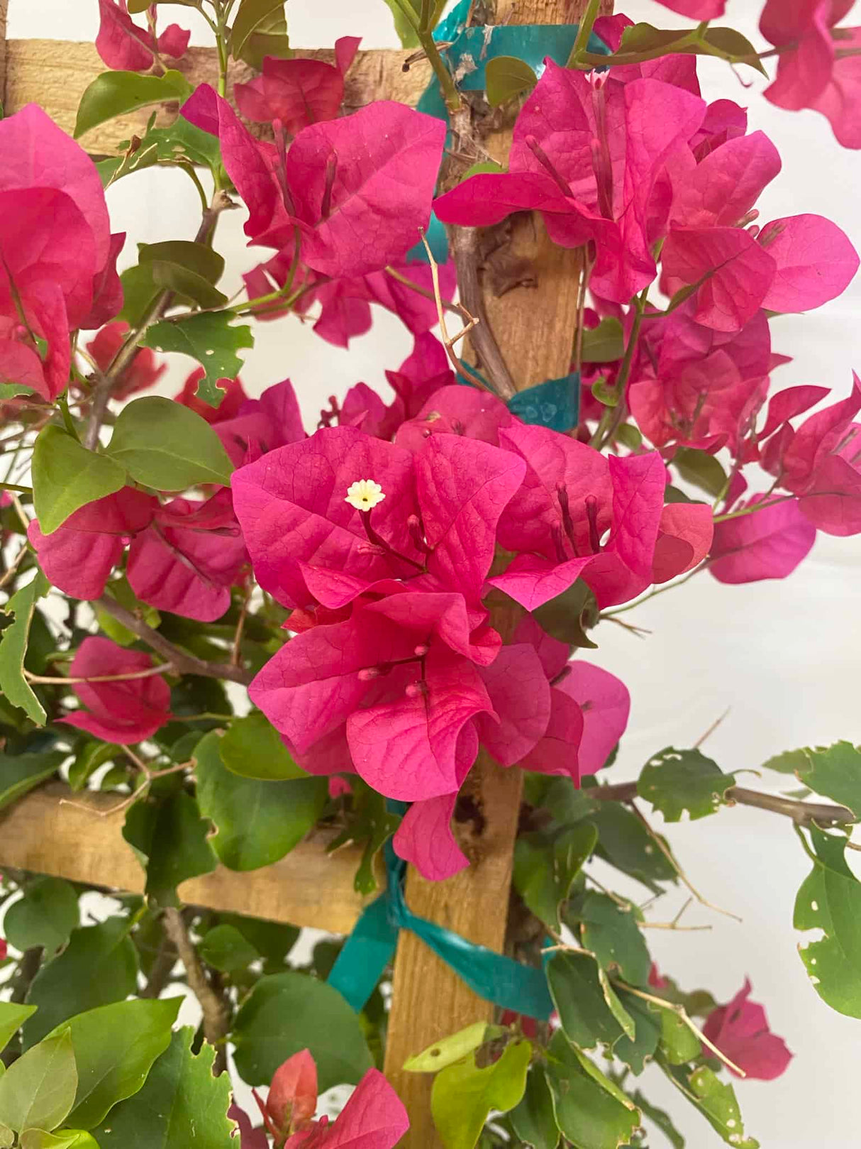 Bougainvillea