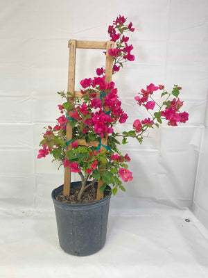 Bougainvillea