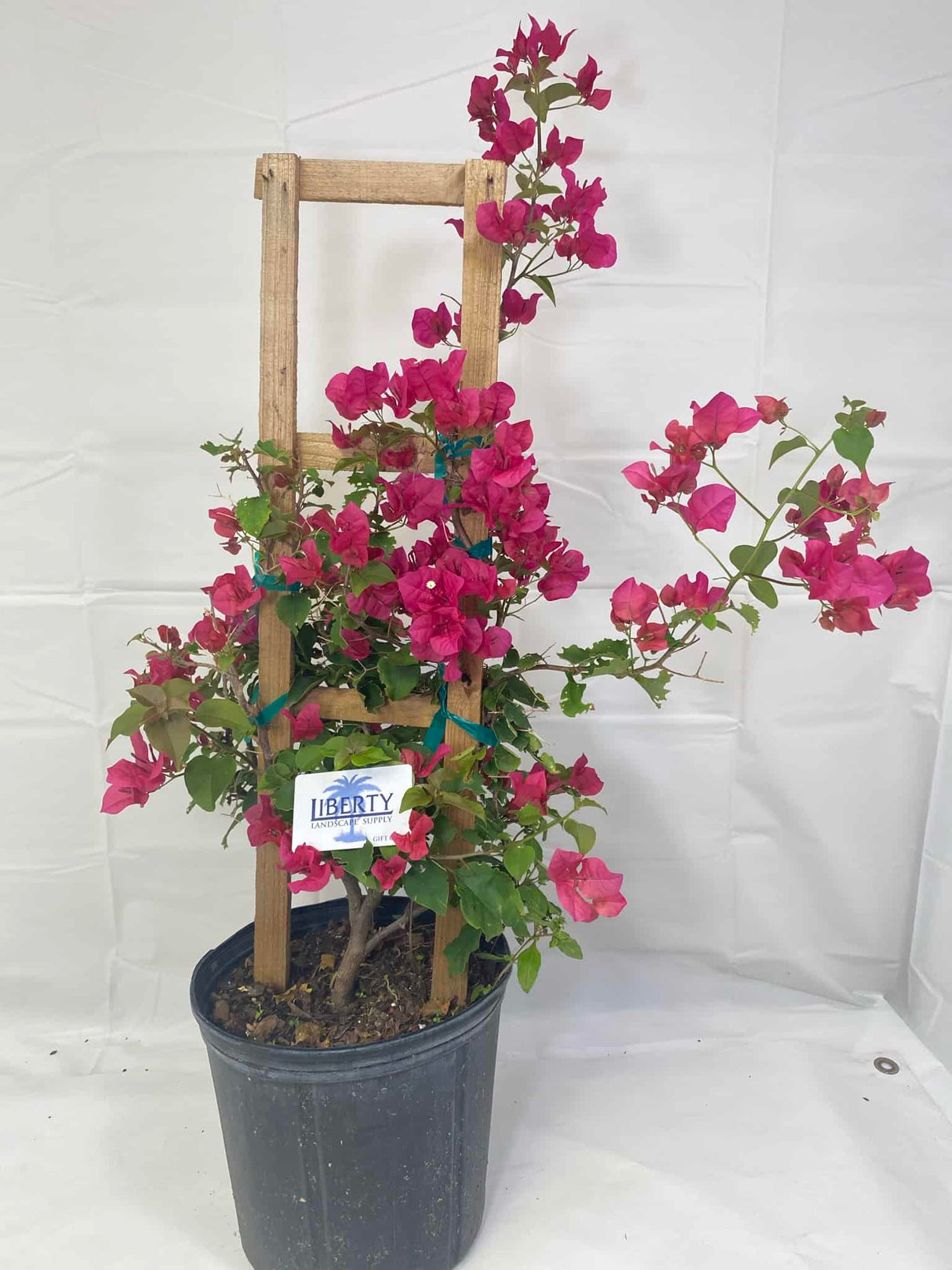 Bougainvillea