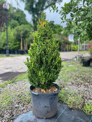 Japanese Boxwood