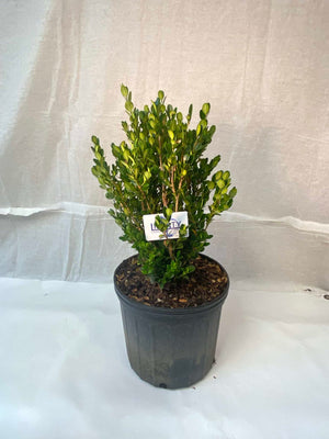 Japanese Boxwood