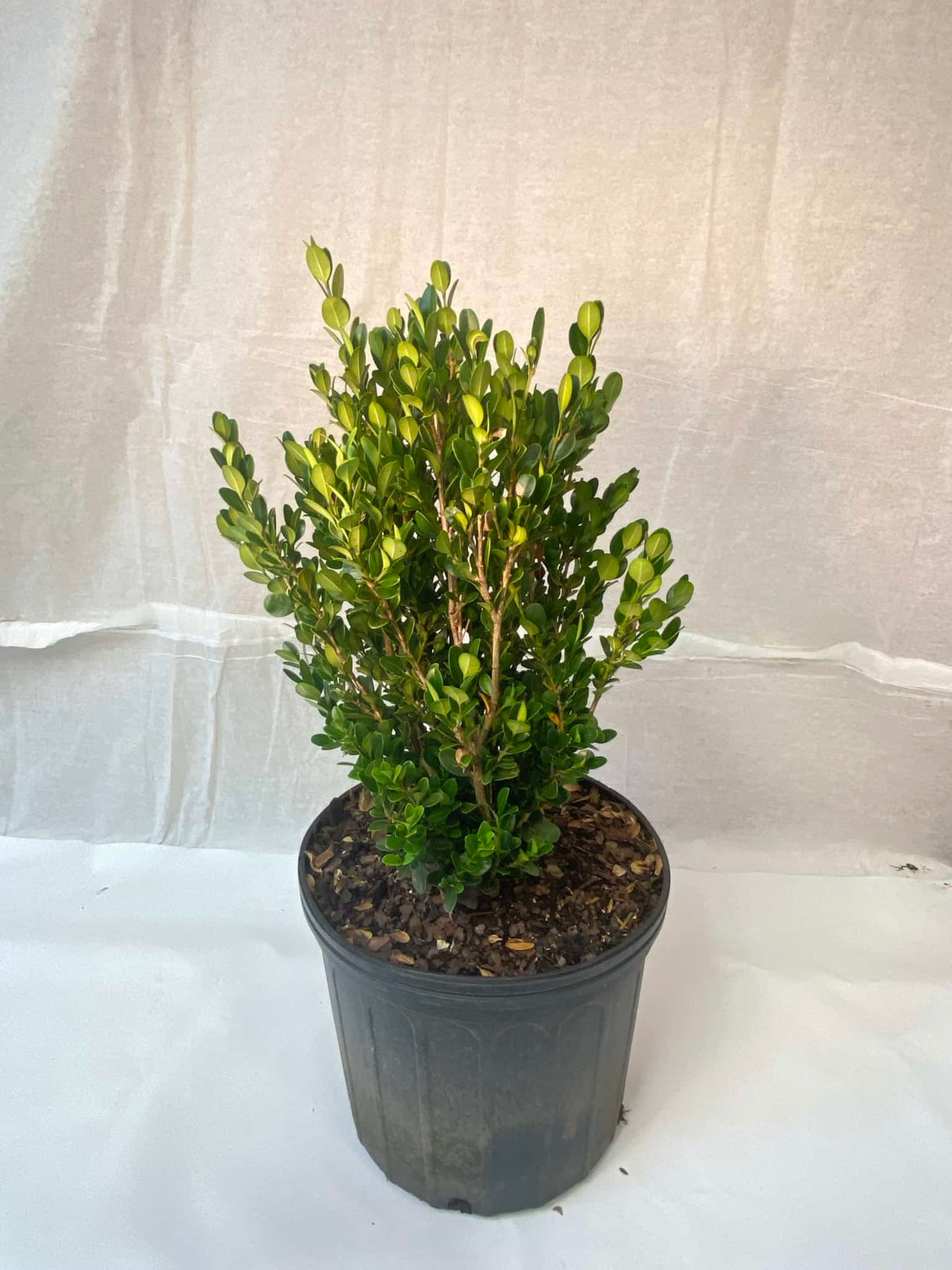 Japanese Boxwood