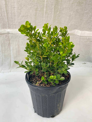 Japanese Boxwood