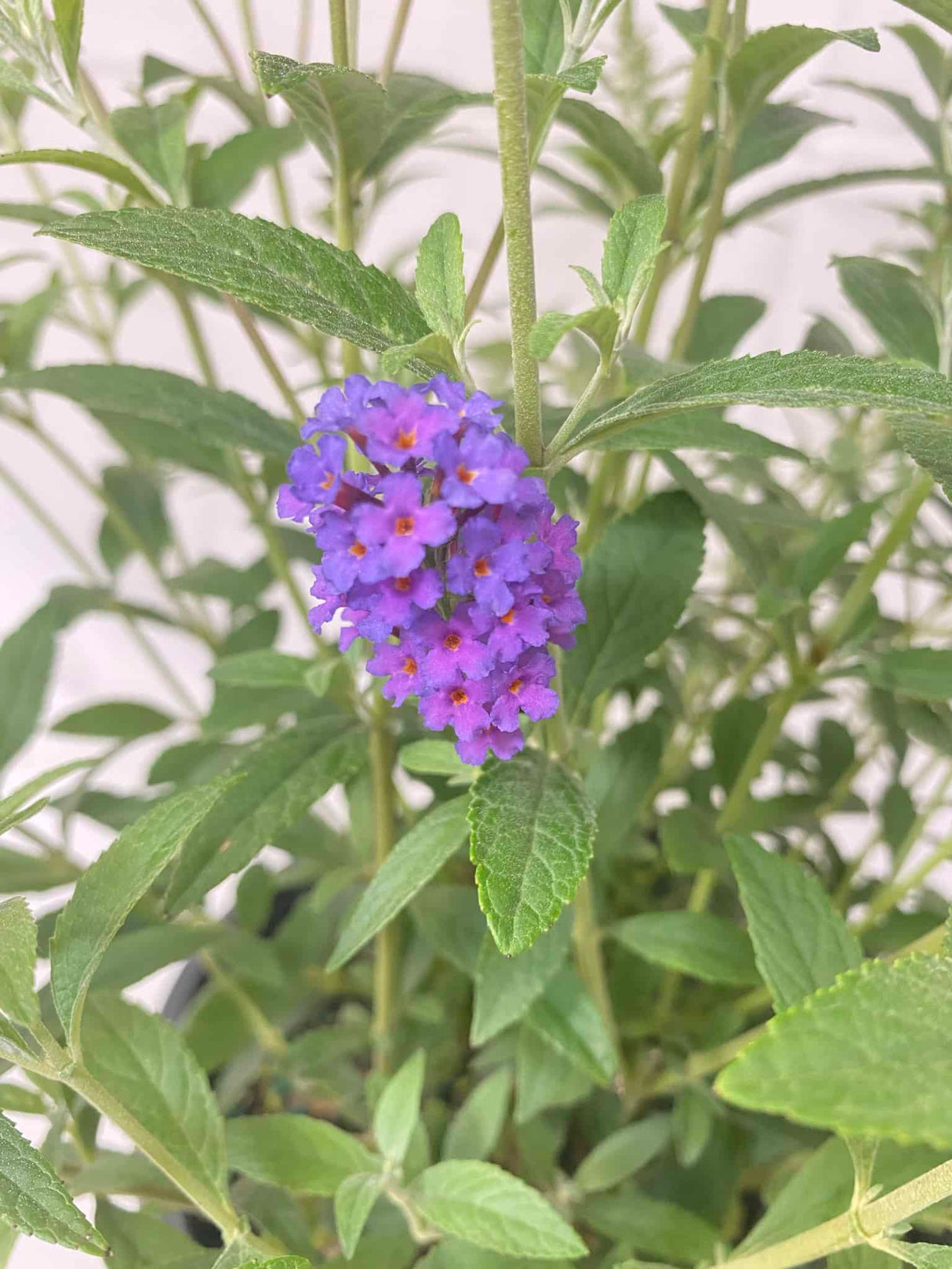 Buddleia