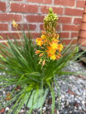 Bulbine