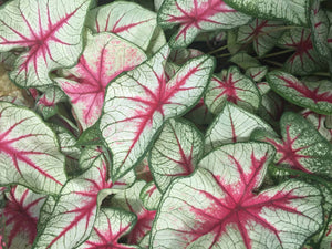 Caladium