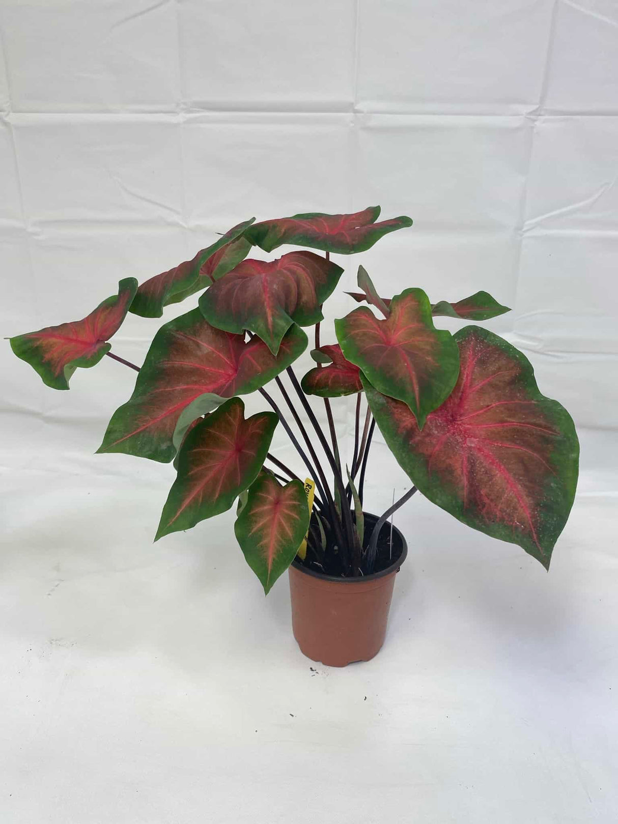 Caladium