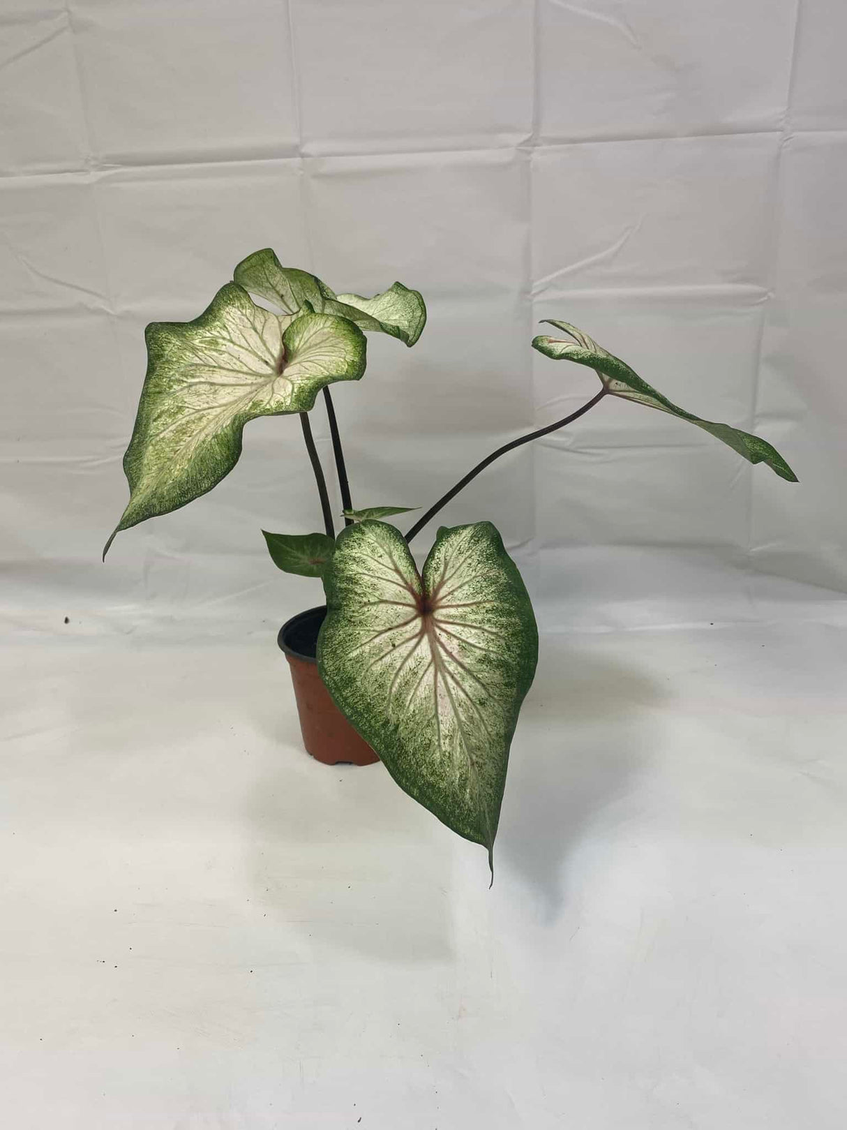 Caladium