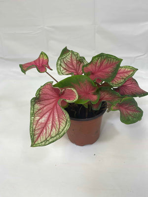 Caladium