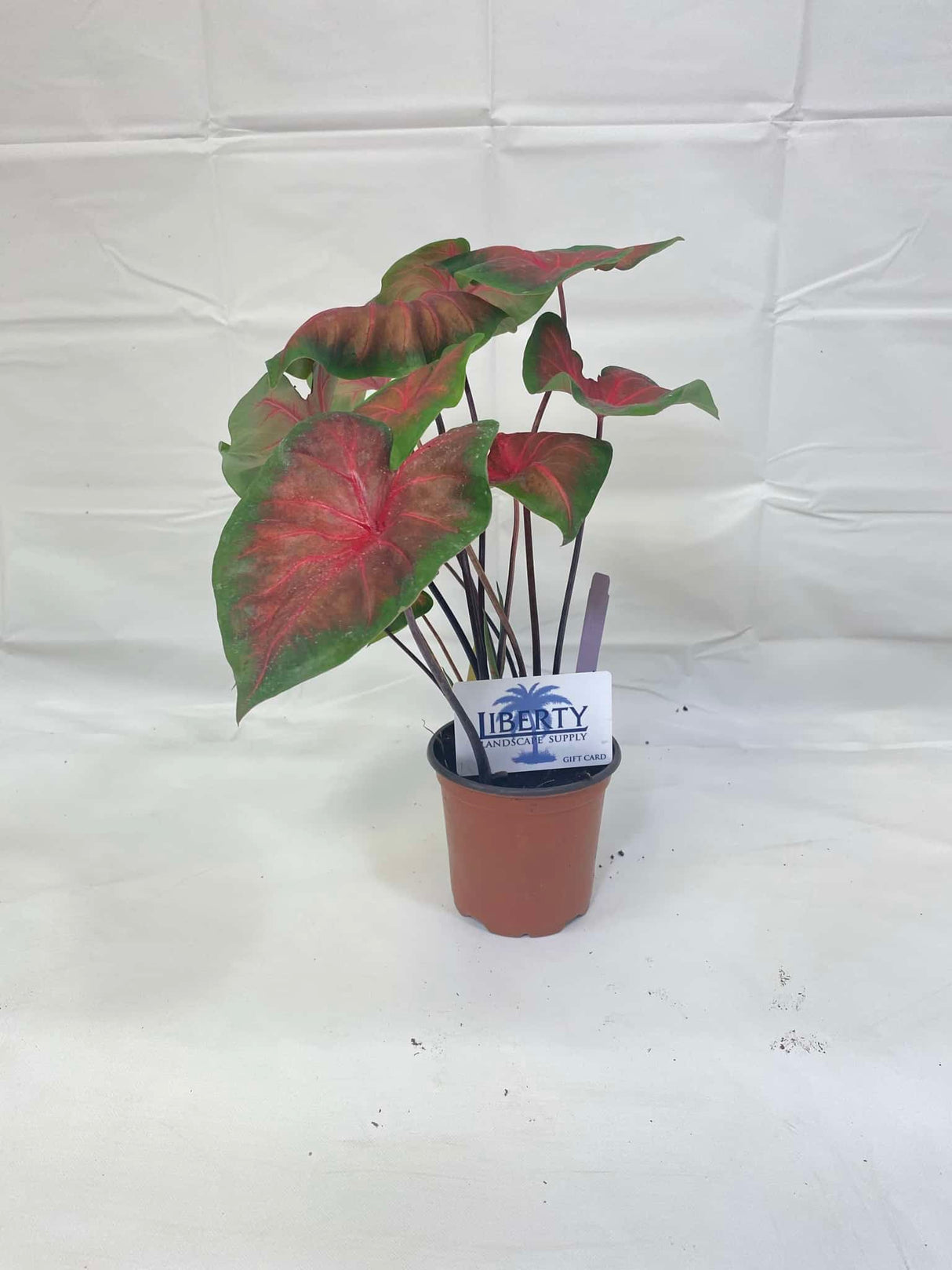 Caladium