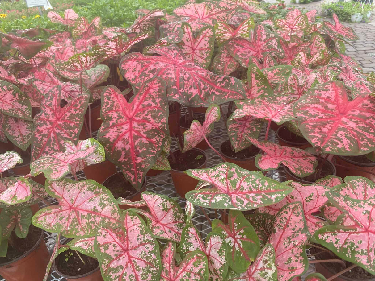 Caladium