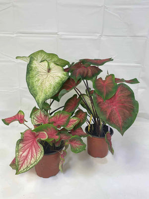 Caladium