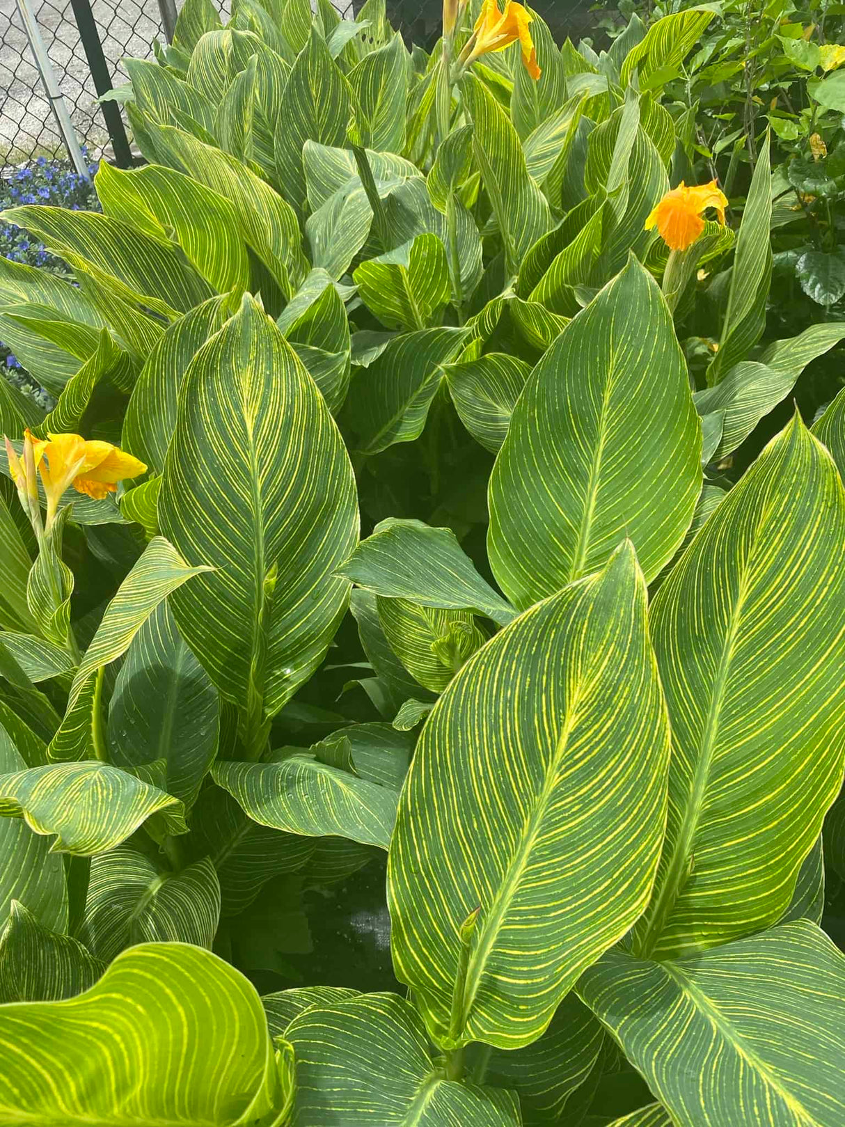 Canna Lily