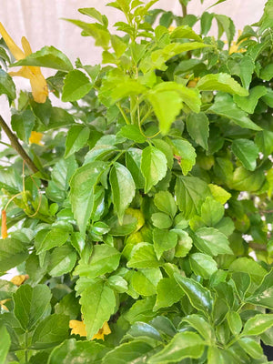 Cape Honeysuckle