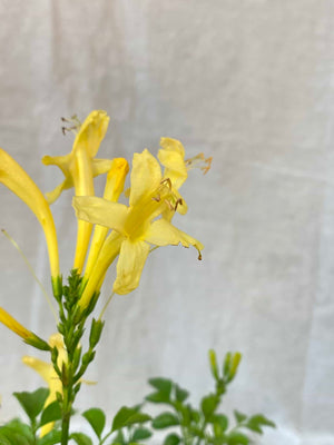 Cape Honeysuckle