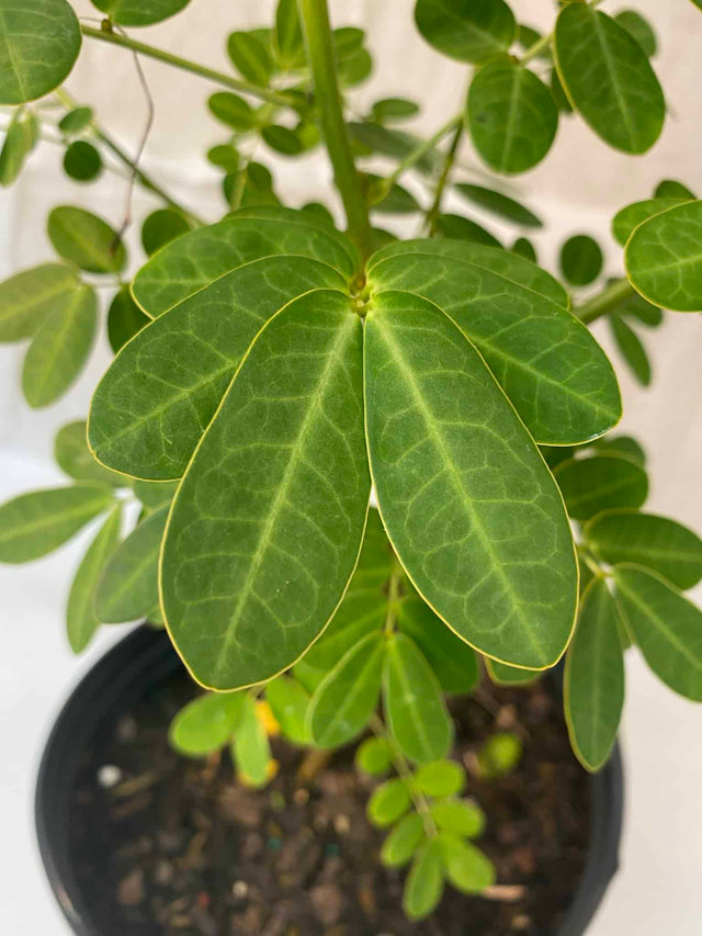 cassia seed plant Cassia – Liberty Landscape Supply
