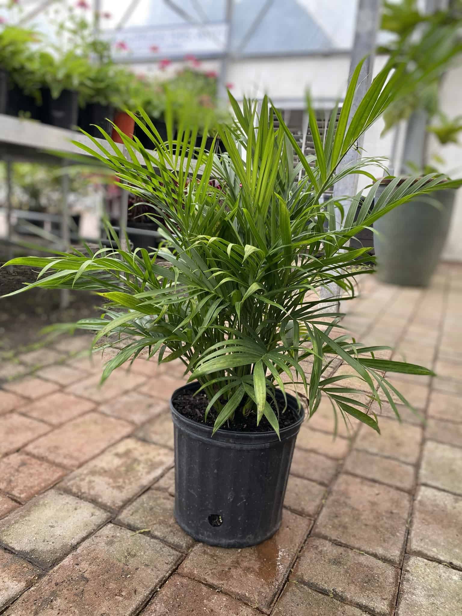 cat palm pot Cataractarum Palm – Liberty Landscape Supply