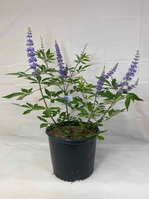 Chaste (Vitex)