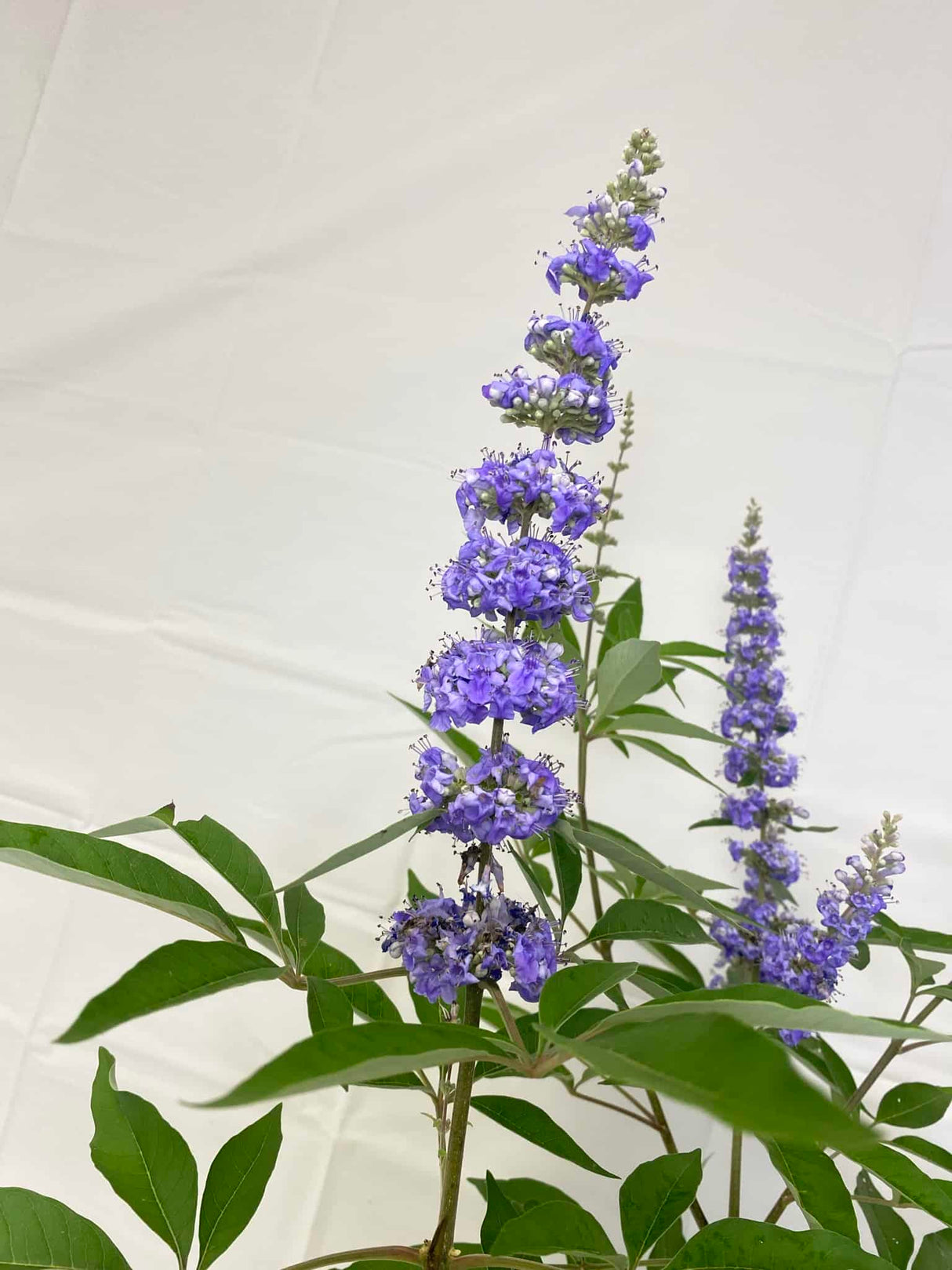 Chaste (Vitex)