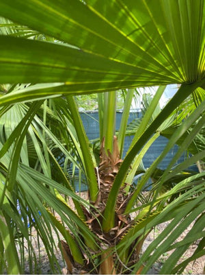 Chinese Fan Palm