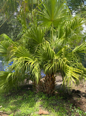 Chinese Fan Palm