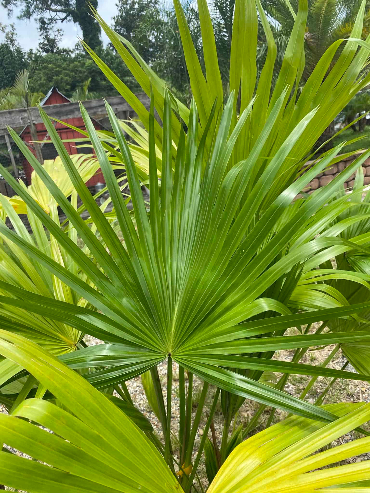 Chinese Fan Palm