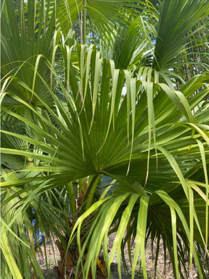 chinese fan palm plant Chinese Fan Palm – Liberty Landscape Supply