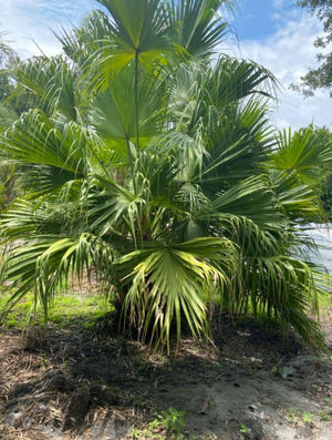 Chinese Fan Palm