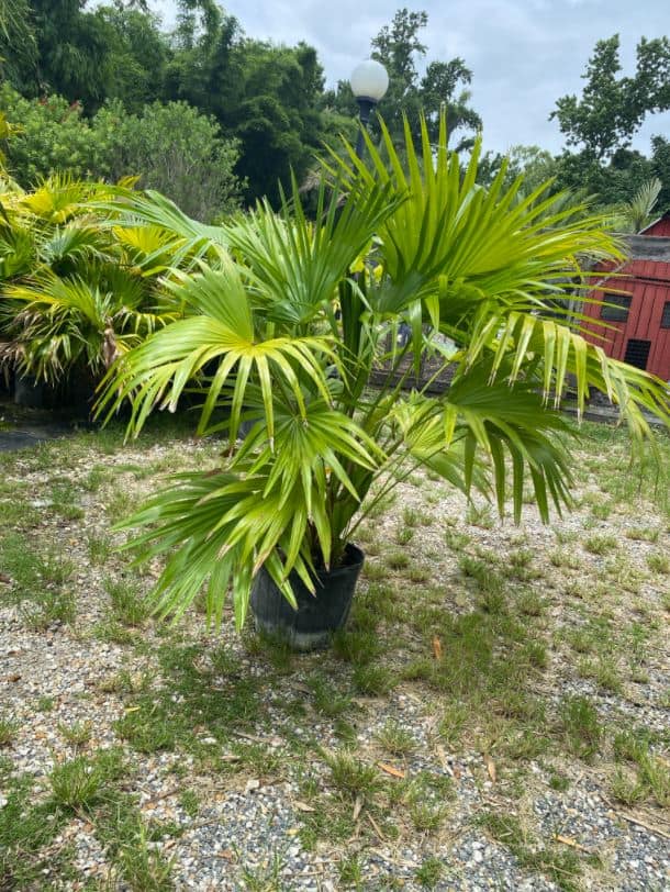 Chinese Fan Palm