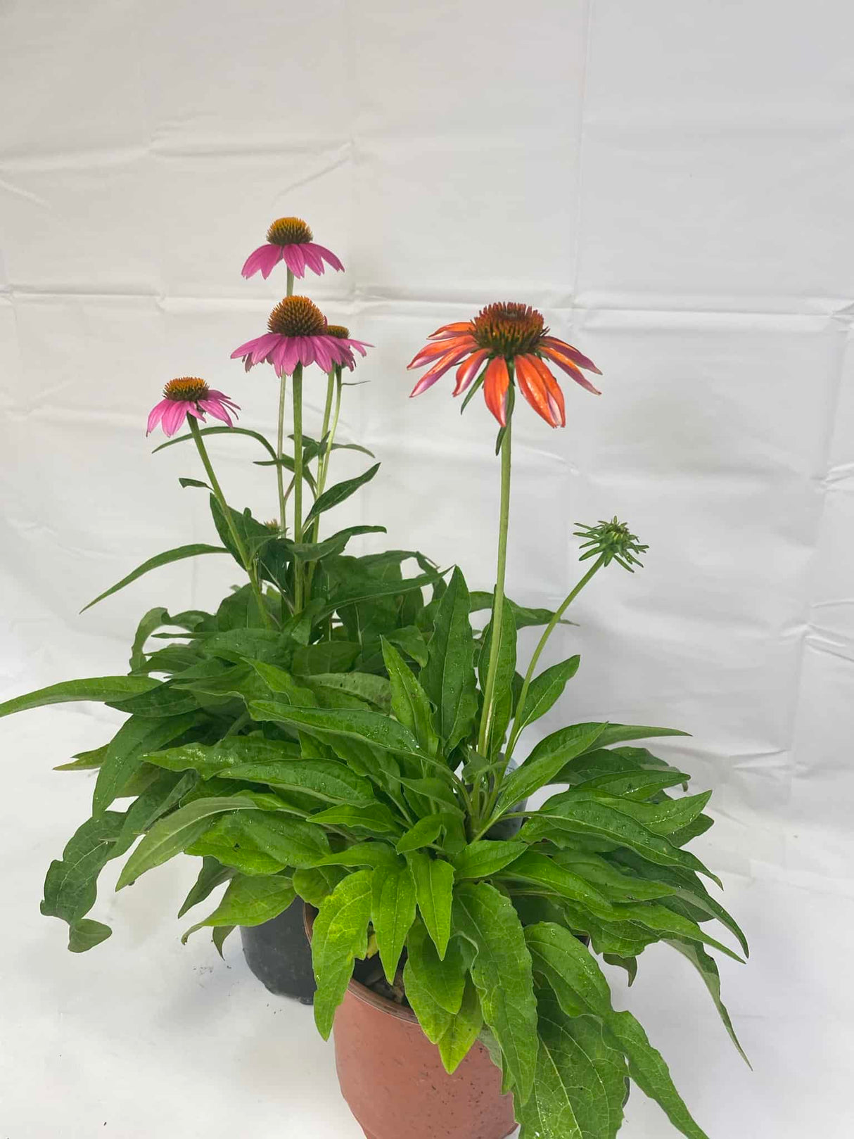 Coneflower