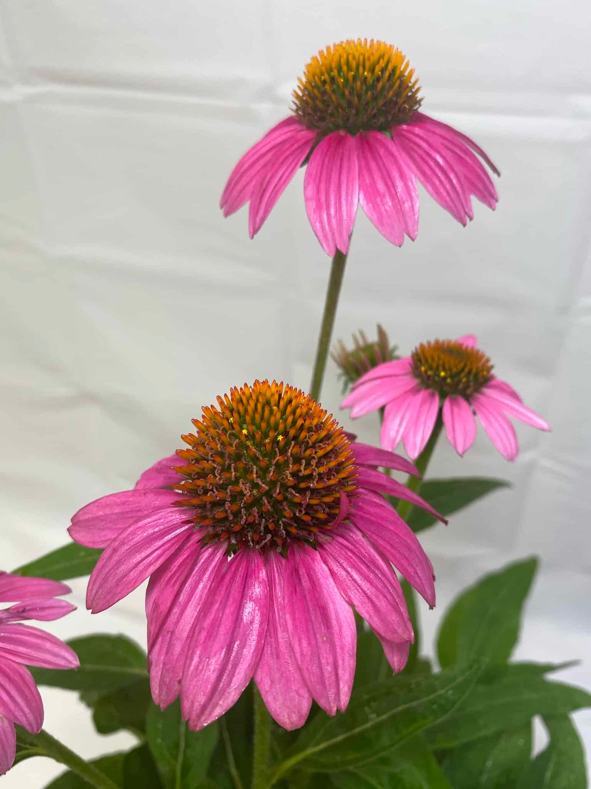 Coneflower