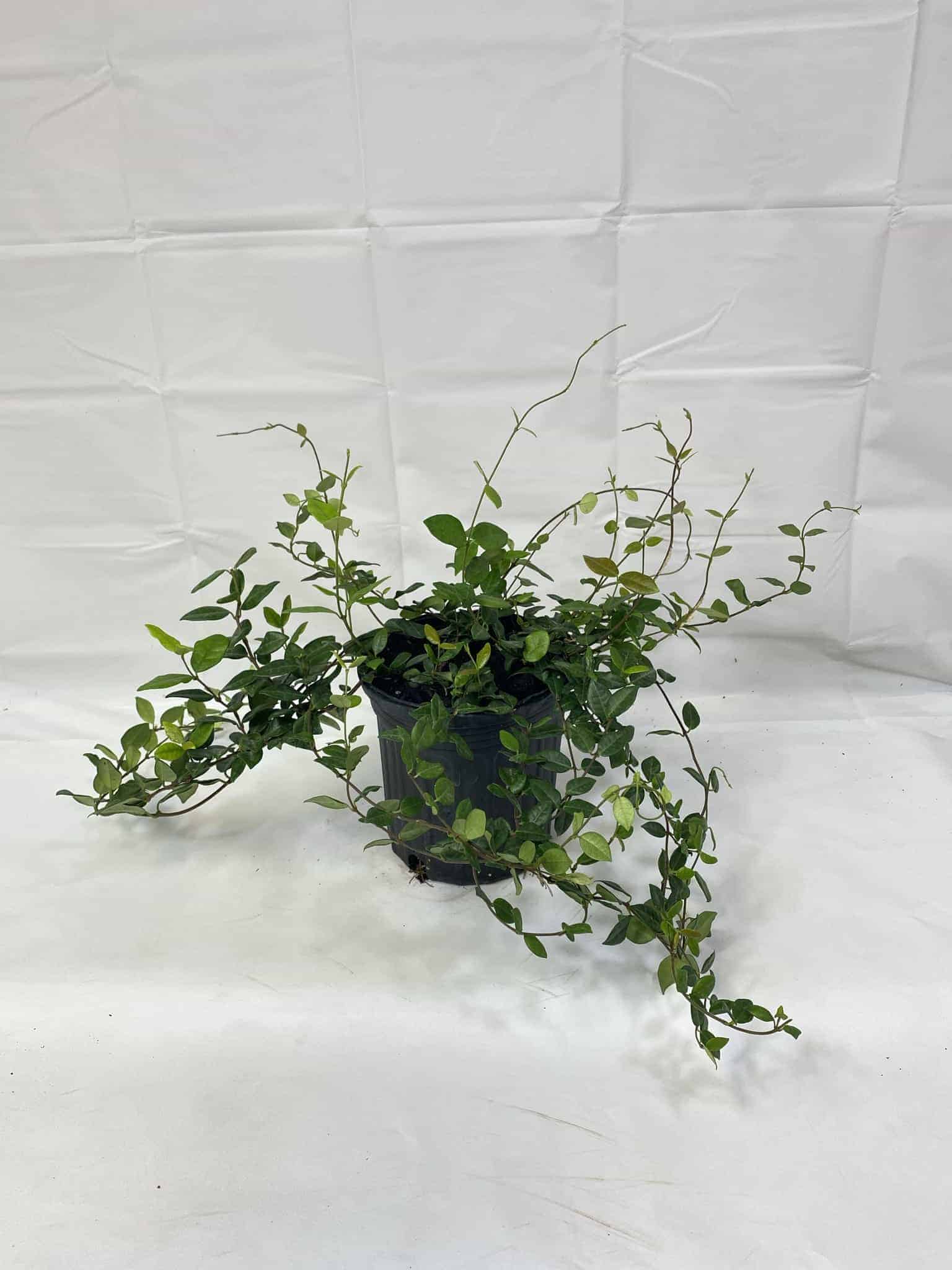 Jasmine Confederate – Liberty Landscape Supply