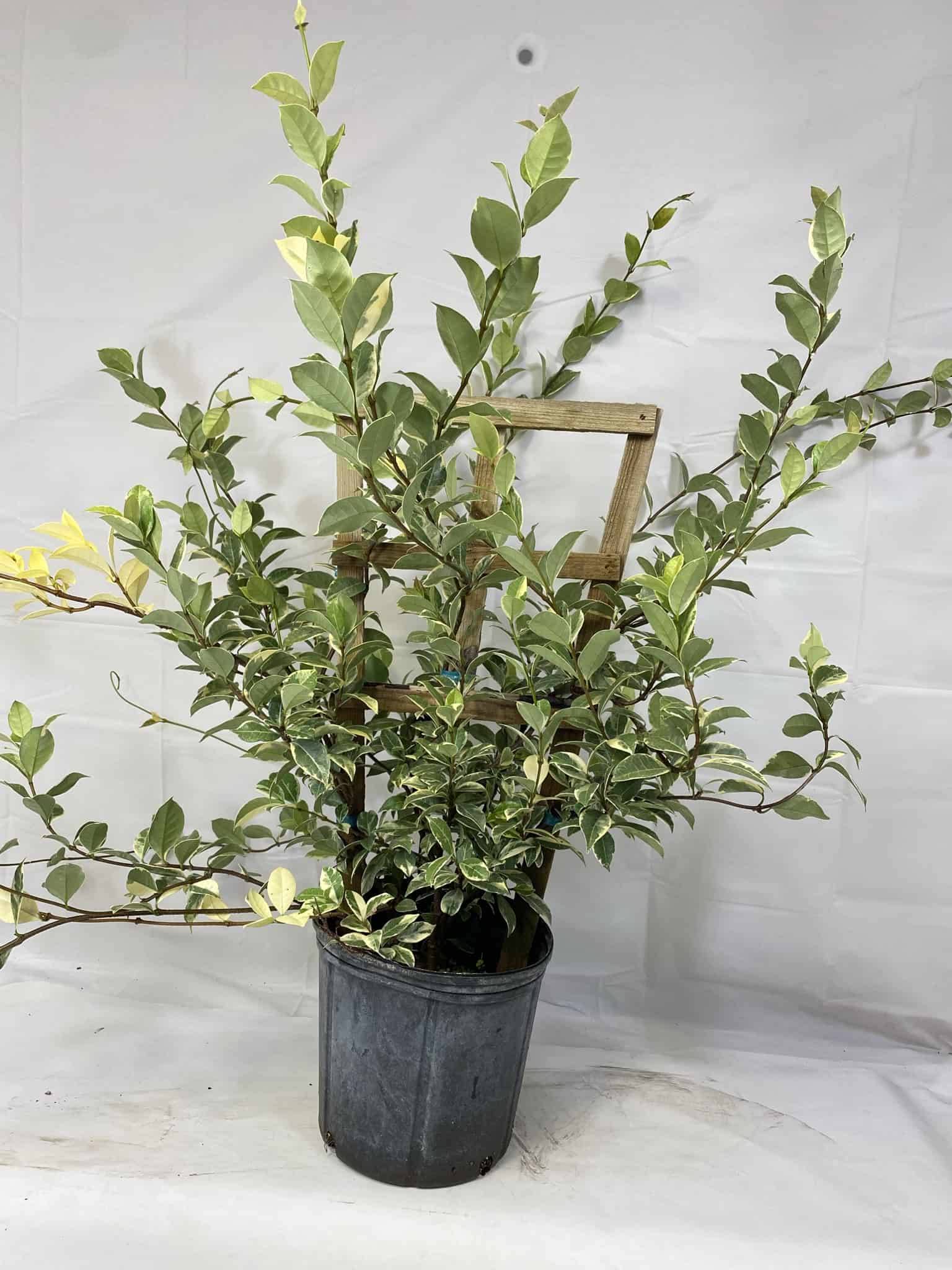 Jasmine Confederate – Liberty Landscape Supply