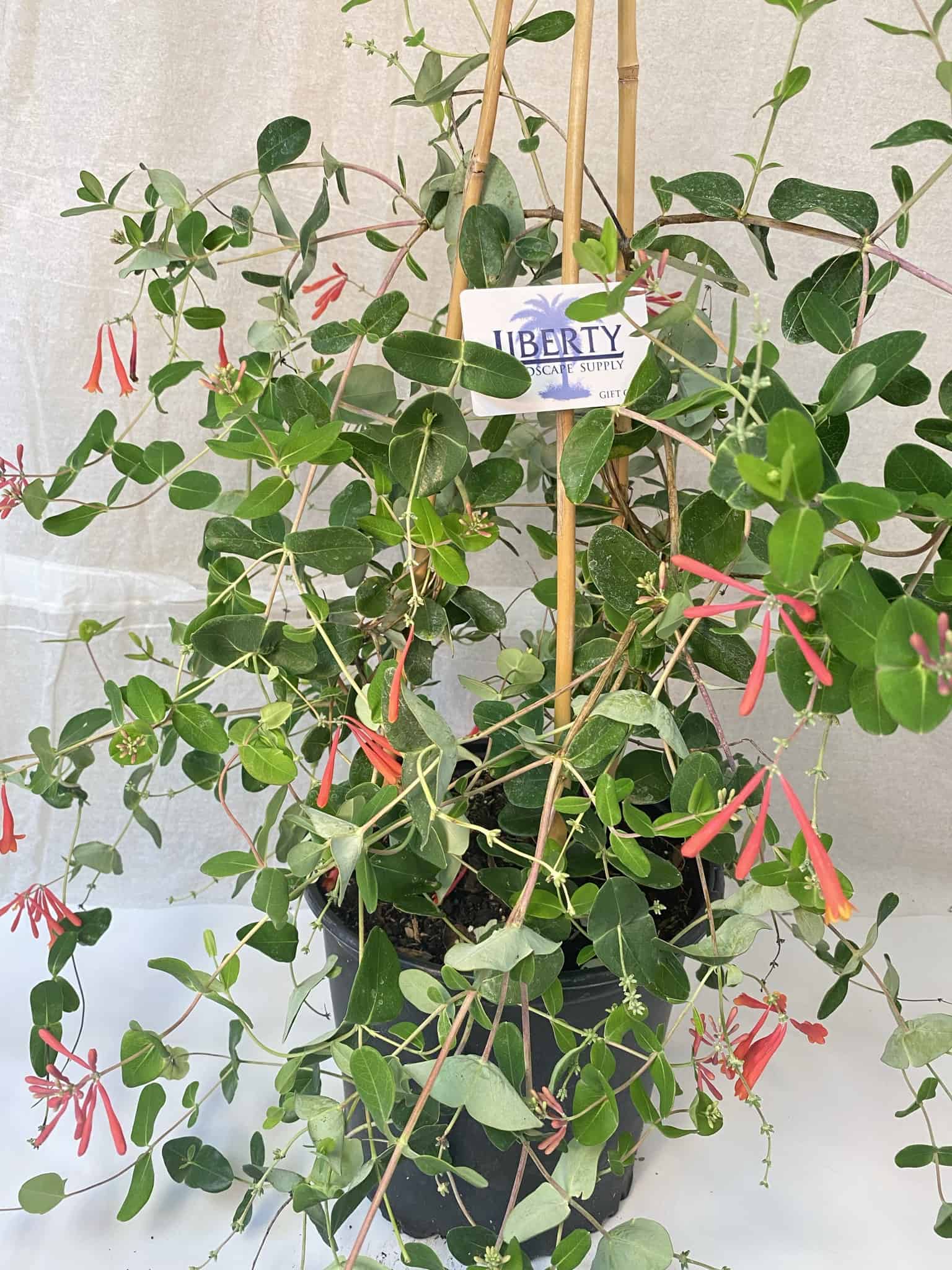 Honeysuckle on Trellis – Liberty Landscape Supply