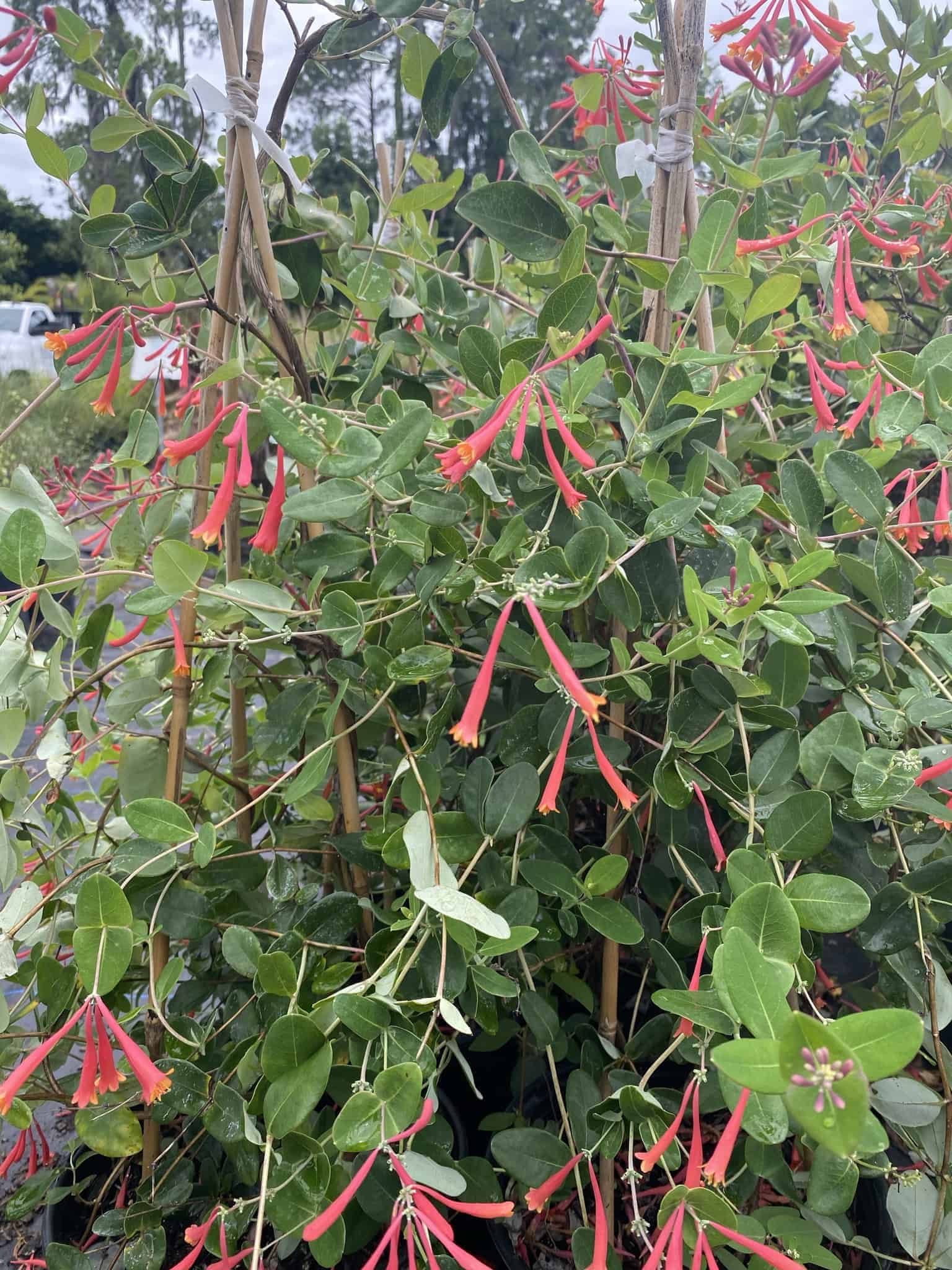 Honeysuckle on Trellis – Liberty Landscape Supply