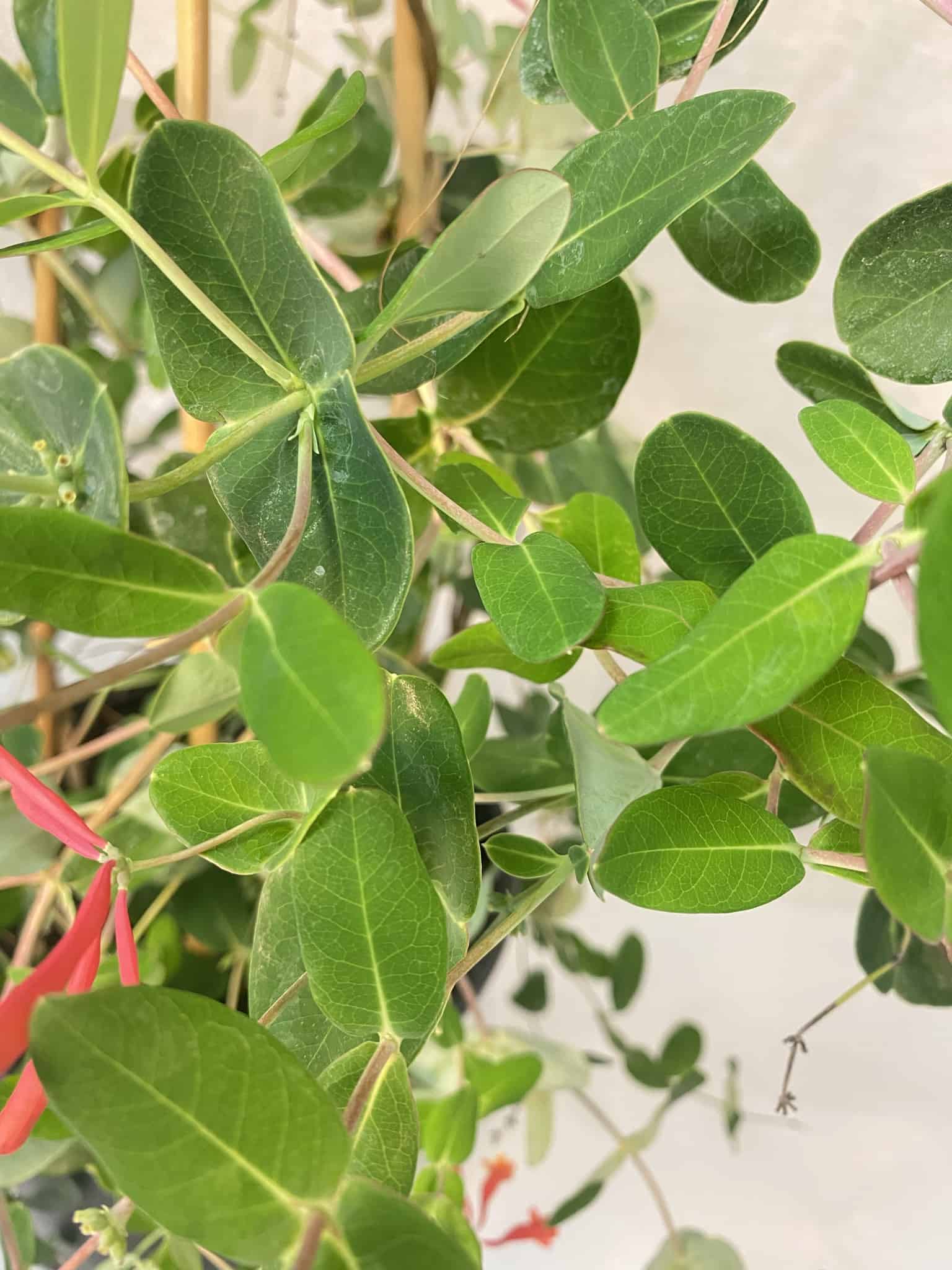 Honeysuckle on Trellis – Liberty Landscape Supply