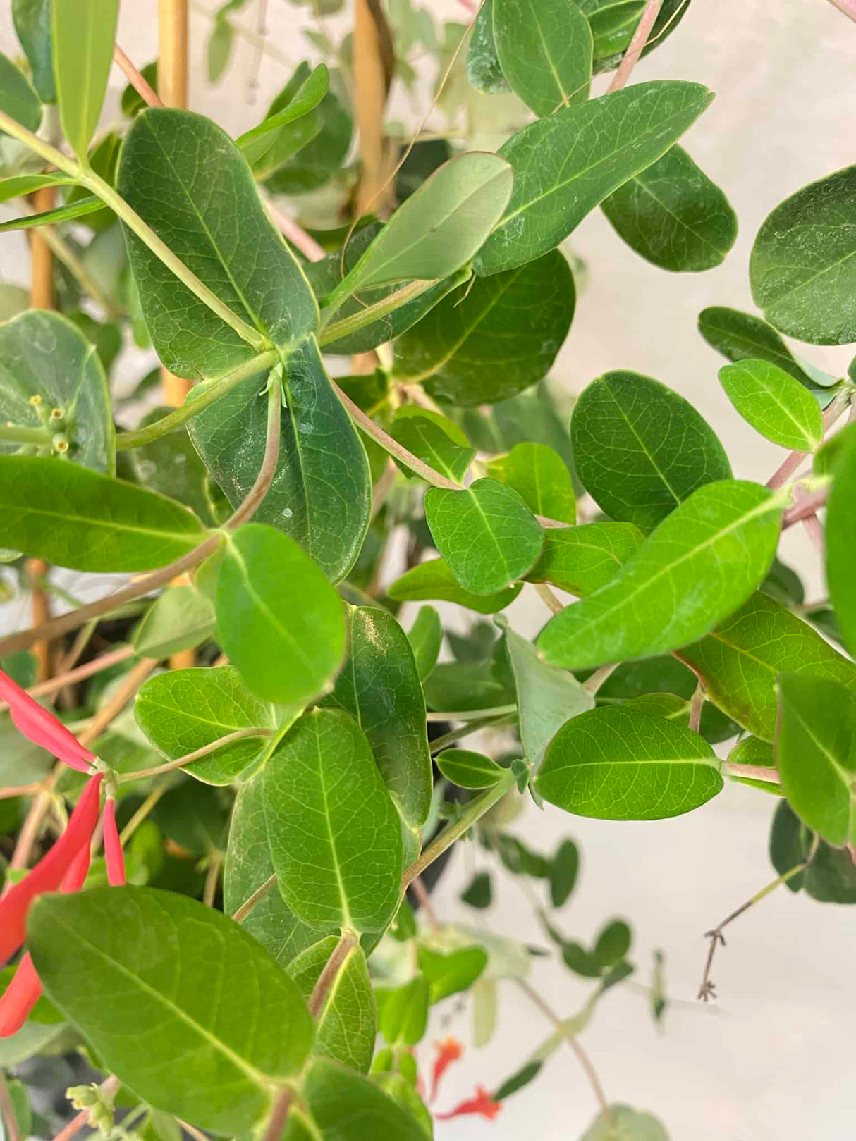 Honeysuckle