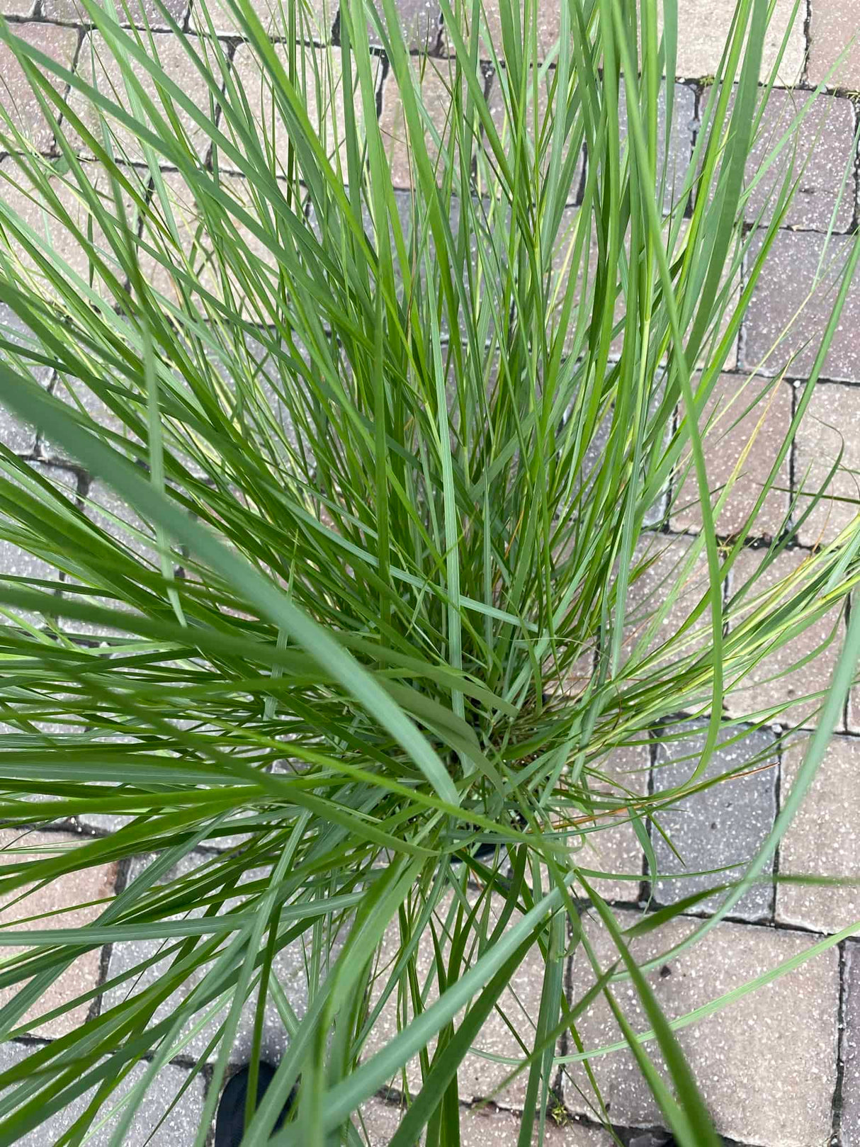 Cord Grass