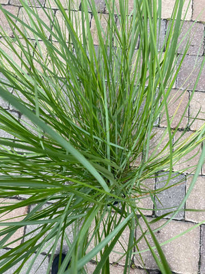 Cord Grass