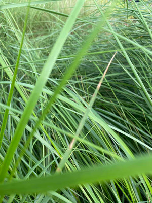 Cord Grass