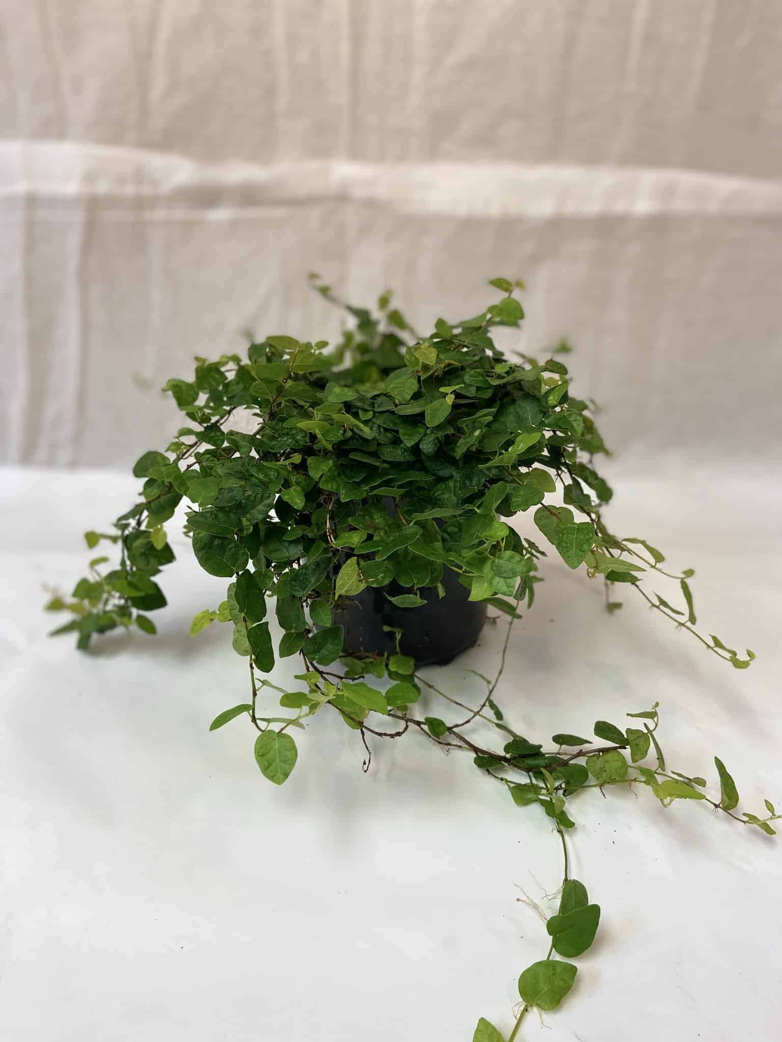 creeping fig hanging plant Creeping Fig – Liberty Landscape Supply
