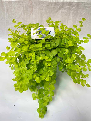 creeping jenny succulent Creeping Jenny – Liberty Landscape Supply