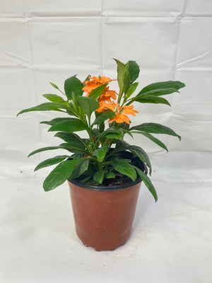 Crossandra