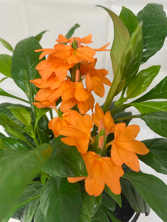 crossandra plant indoors Crossandra – Liberty Landscape Supply