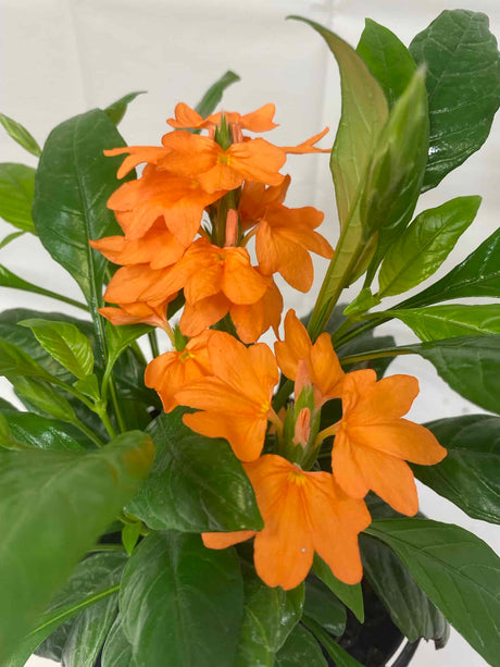 Crossandra
