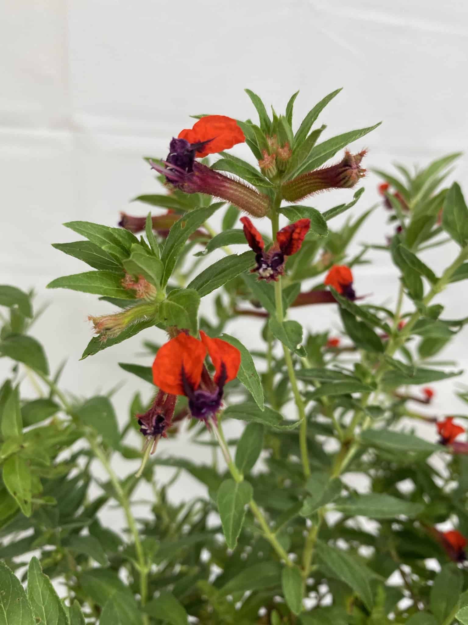 cuphea plant indoor Cuphea – Liberty Landscape Supply