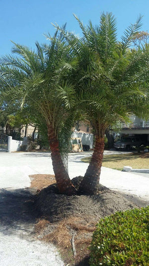 Sylvester Date Palm