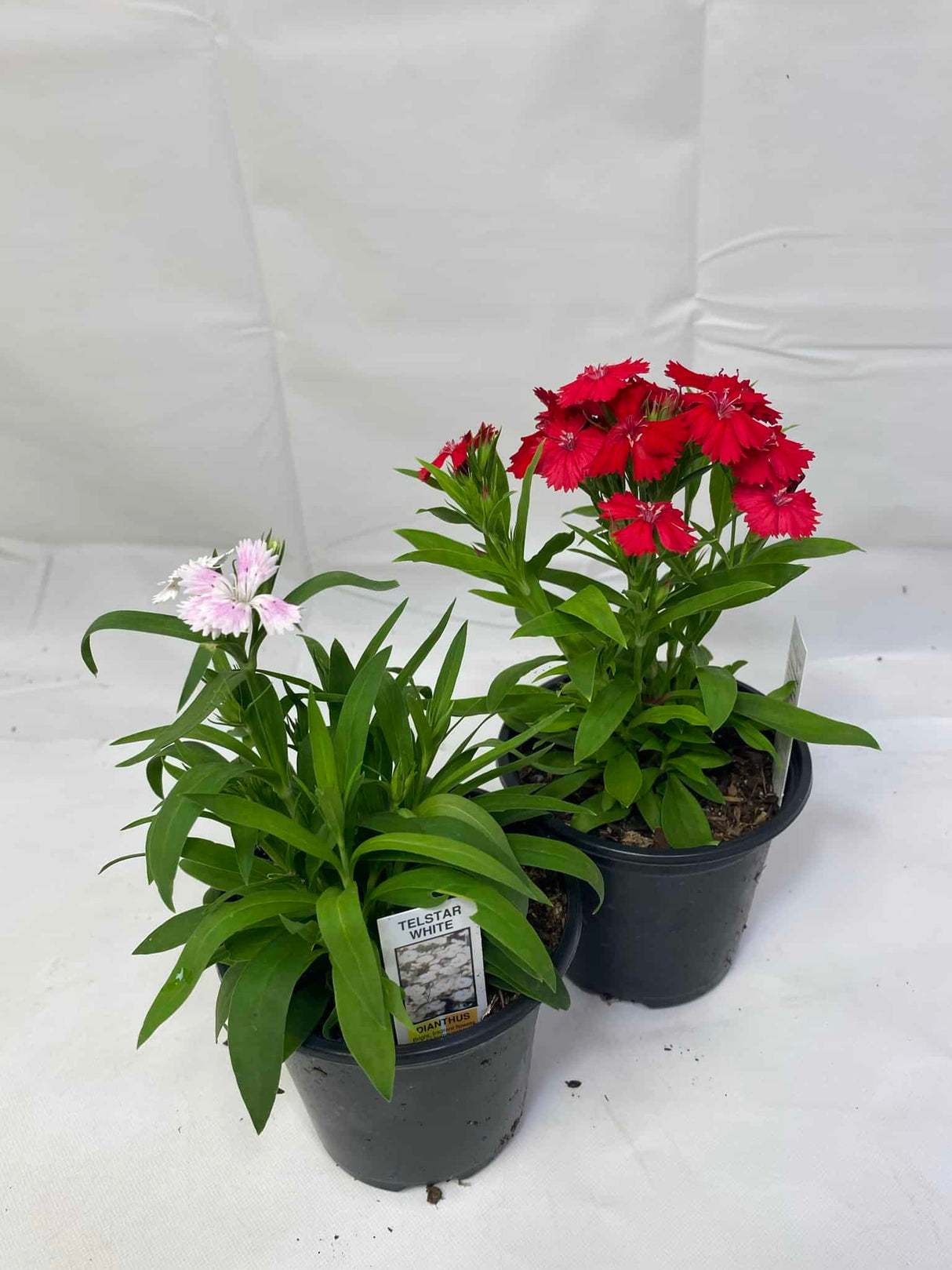 Dianthus